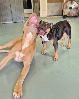 Zara -  English Bulldog Dog for Adoption in Monticello, New York - Zara | PetCurious