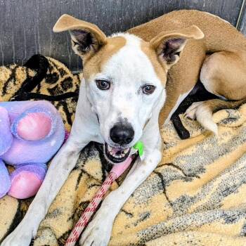 Terrier Dogs Available for Adoption - Sonny | PetCurious