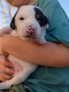 Rescue Hound Dogs for Adoption in Spring Hill, Tennessee - Sookie | PetCurious