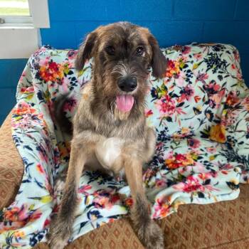 Scruffs -  Labradoodle Dog for Adoption in Dandridge, Tennessee - Scruffs | PetCurious