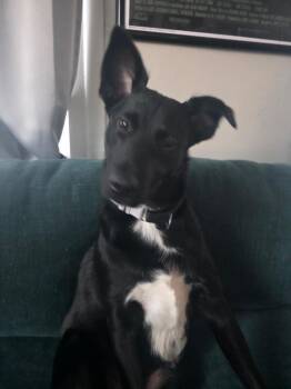 Mixed Breed Dogs Available for Adoption - Matilda | PetCurious