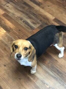 Rescue Beagle Dogs for Adoption in Colleyville, Texas - Lottie | PetCurious