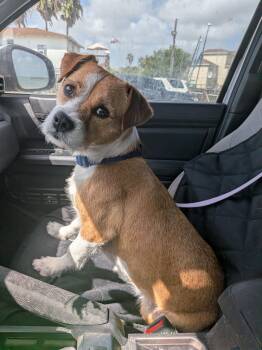 Bart -  Jack Russell Terrier Dog for Adoption in Harlingen, Texas - Bart | PetCurious