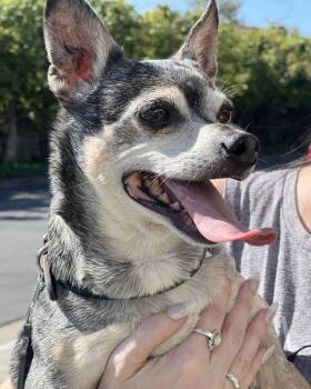 Chihuahua Dogs Available for Adoption - Bruce | PetCurious