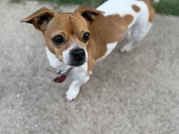 Jack Russell Terrier and Chihuahua Dogs Available for Adoption in Richmond, Texas - Dumpling | PetCurious