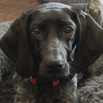 Indy -  Bluetick Coonhound and German Shorthaired Pointer Dog for Adoption in Alma, Wisconsin - Indy | PetCurious