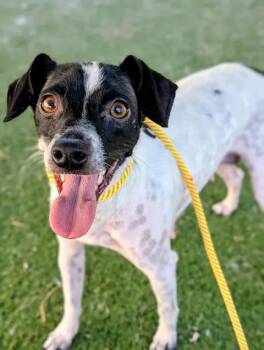 Jack Russell Terrier Dogs Available for Adoption in Ridgecrest, California - KC26-27 | PetCurious