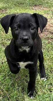 Labrador Retriever and Boxer Dogs Available for Adoption in Watertown, Connecticut - Anchor | PetCurious