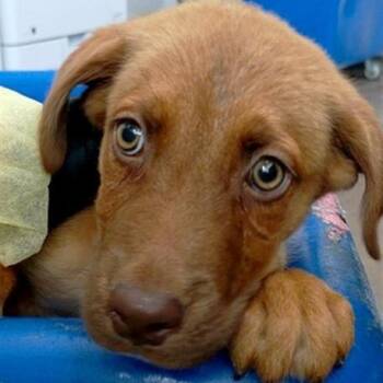 Sparky -  Labrador Retriever Dog for Adoption in Portland, Maine - Sparky | PetCurious