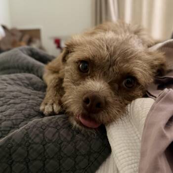 Border Terrier Dogs Available for Adoption in San Diego, California - Cleo | PetCurious