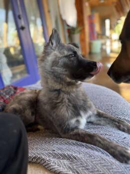 Dutch Shepherd and German Shepherd Dog Dogs Available for Adoption - Odin | PetCurious