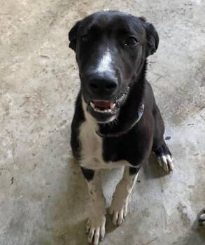 Mixed Breed and Border Collie Dogs Available for Adoption in Palm City, Florida - FAITH | PetCurious