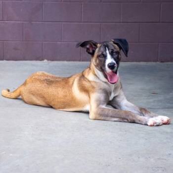 Chess -  Mixed Breed Dog for Adoption in Chamblee, Georgia - Chess | PetCurious