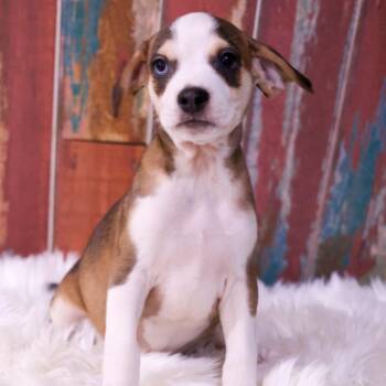 Orion -  Chihuahua and Mixed Breed Dog for Adoption in Casa Grande, Arizona - Orion | PetCurious