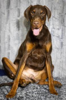 Doberman Pinscher Dogs Available for Adoption in Pearland, Texas - Jimmy Durian  | PetCurious