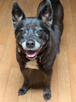 Madison -  Australian Cattle Dog Blue Heeler Dog for Adoption in Fort Pierce, Florida - Madison | PetCurious