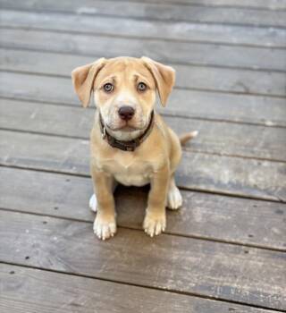 Josie -  Labrador Retriever and Hound Dog for Adoption in Tarrytown, Georgia - Josie | PetCurious