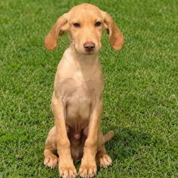 Sunny -  Yellow Labrador Retriever and Hound Dog for Adoption in Enterprise, Alabama - Sunny | PetCurious