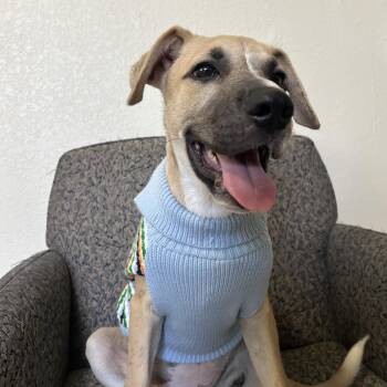 Rowan -  German Shepherd Dog Dog for Adoption in South Houston, Texas - Rowan | PetCurious