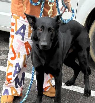 Rescue German Shepherd Dog Dogs for Adoption in Paris, Tennessee - SCOUT | PetCurious