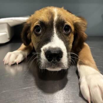 Mustard Seed -  Mixed Breed Dog for Adoption in Chattanooga, Tennessee - Mustard Seed | PetCurious