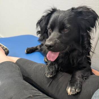 Mixed Breed Dogs Available for Adoption - Tucker | PetCurious