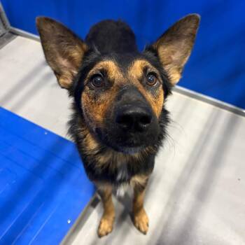 Amelia KCAC #713.26 -  Shepherd and Mixed Breed Dog for Adoption in Kerrville, Texas - Amelia KCAC #713.26 | PetCurious