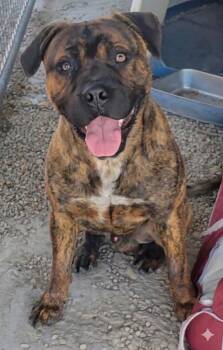 Boxer and Mixed Breed Dogs Available for Adoption in Heber City, Utah - Dudley | PetCurious