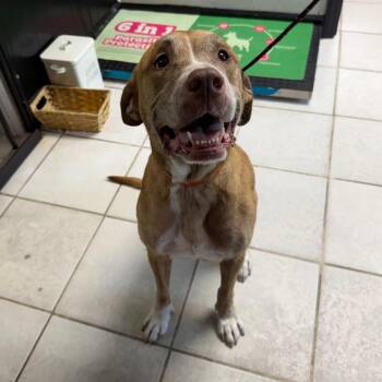 Bella Baby -  Mixed Breed Dog for Adoption in Savannah, Georgia - Bella Baby | PetCurious