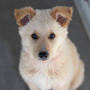 Bailey (S26-110) -  German Shepherd Dog and Mixed Breed Dog for Adoption in Peyton, Colorado - Bailey (S26-110) | PetCurious