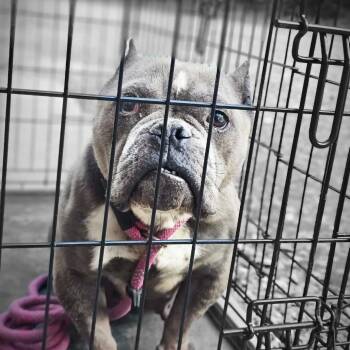 Polly Pocket -  American Staffordshire Terrier Dog for Adoption in Lynchburg, Virginia - Polly Pocket | PetCurious