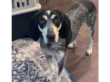 Della (AL) -  Bluetick Coonhound Dog for Adoption - Della (AL) | PetCurious