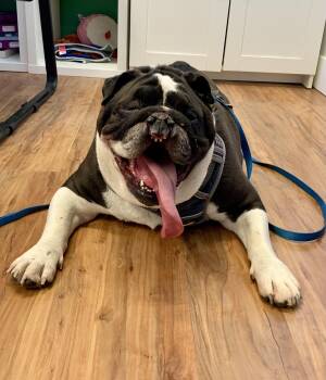 English Bulldog Dogs Available for Adoption in Grass Valley, California - Philip | PetCurious