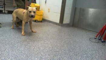 Pit Bull Terrier Dogs Available for Adoption in Charlotte, North Carolina - A1264972 | PetCurious