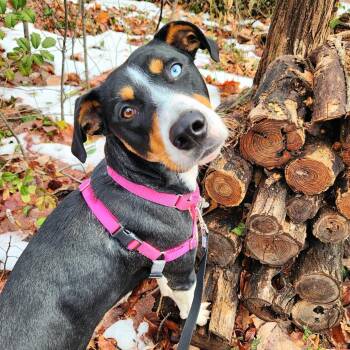 Shepherd Dogs Available for Adoption - Lucy Jane | PetCurious