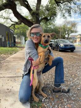 German Shepherd Dog Dogs Available for Adoption in New Orleans, Louisiana - Diego | PetCurious