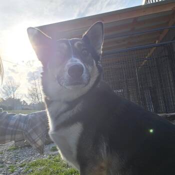 Husky Dogs Available for Adoption in Tupelo, Mississippi - Blaze - 020503U | PetCurious