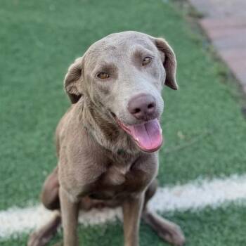 LADY GLORY -  Labrador Retriever Dog for Adoption in Sugar Land, Texas - LADY GLORY | PetCurious