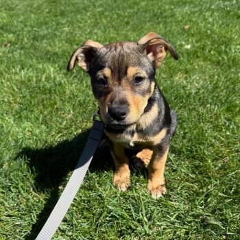 English Bulldog Dogs Available for Adoption - Missy | PetCurious