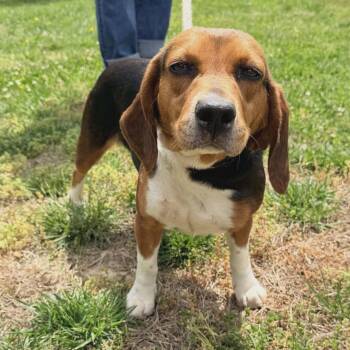 Beagle Dogs Available for Adoption in Williamsburg, Virginia - Dixie | PetCurious