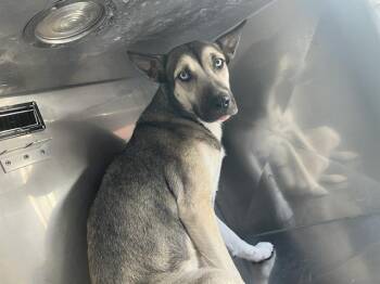 Rescue Mixed Breed Dogs for Adoption in Dallas, Texas - LOUISE | PetCurious