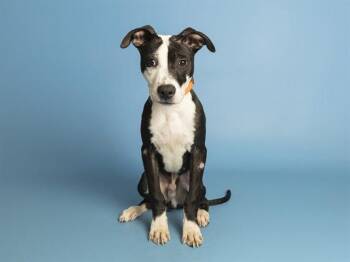CHICKEN MAN -  Pit Bull Terrier Dog for Adoption in Phoenix, Arizona - CHICKEN MAN | PetCurious