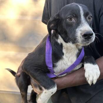 Rucus - Local November 6-8 -  Labrador Retriever Dog for Adoption in Brookshire, Texas - Rucus - Local November 6-8 | PetCurious