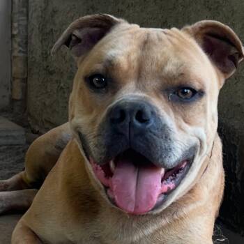 Corky -  Pit Bull Terrier Dog for Adoption in Queen City, Texas - Corky | PetCurious