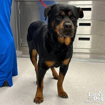 Rottweiler Dogs Available for Adoption in Washington, District Of Columbia - Harper | PetCurious