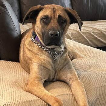 SASSI -  Mastiff Dog for Adoption in Scottsburg, Indiana - SASSI | PetCurious