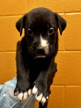 Mixed Breed Dogs Available for Adoption - Freeman | PetCurious