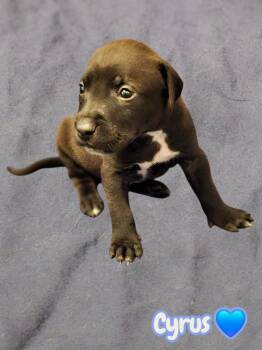 American Staffordshire Terrier Dogs Available for Adoption in Holly Springs, North Carolina - Cyrus- Stormie Litter | PetCurious