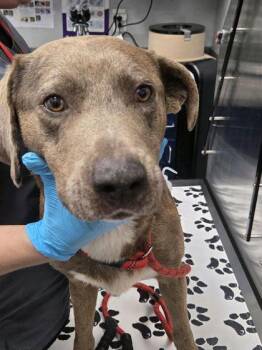 Hound and Mixed Breed Dogs Available for Adoption in North Charleston, South Carolina - 3467B Captain Hook | PetCurious