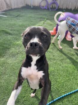 Pit Bull Terrier Dogs Available for Adoption - Daisy | PetCurious